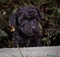 Caniche Toy perros - Anuncio 4