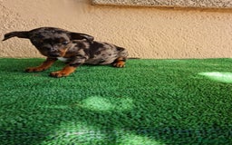 Pinscher Miniatura perros en venta: Mini pinscher  - Imagen 3