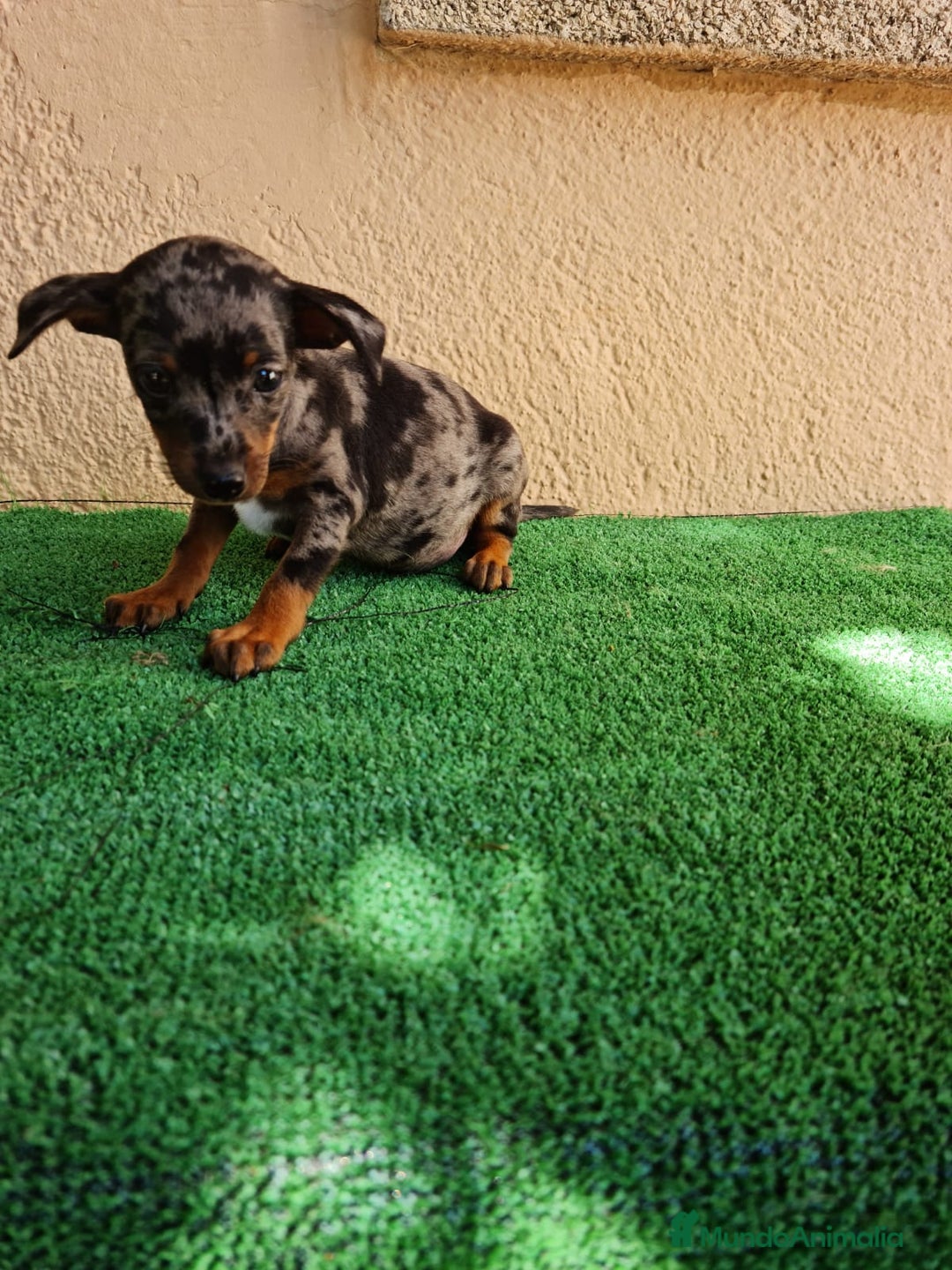 Pinscher Miniatura perros en venta: Mini pinscher  - Imagen 3