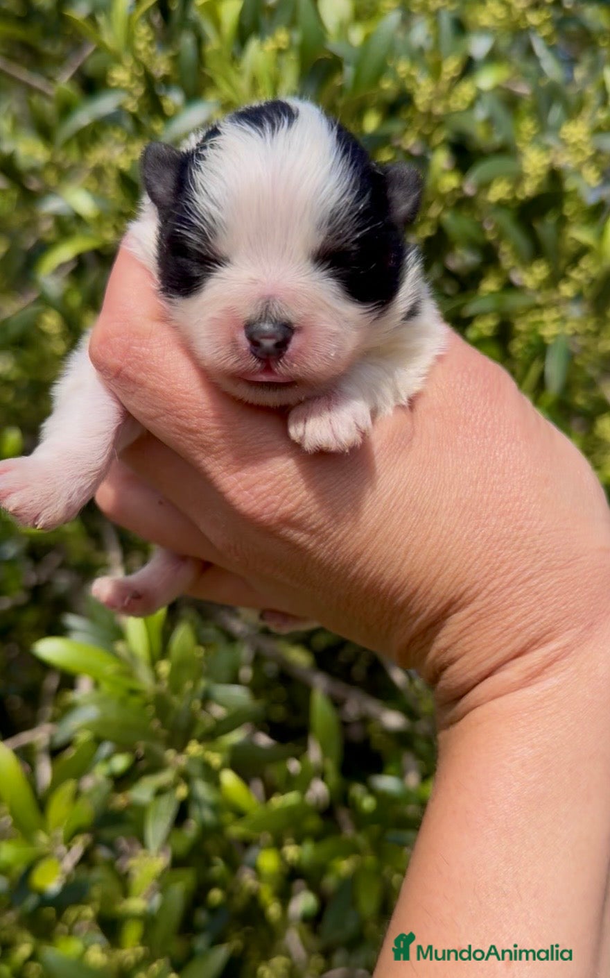 Pomerania perros Pomerania  - Anuncio 2