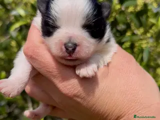 Pomerania perros Pomerania - Anuncio 2