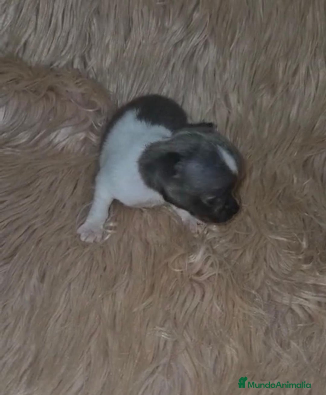 Chihuahua perros en venta: Chihuahuas rusos mini toy  - Imagen 3