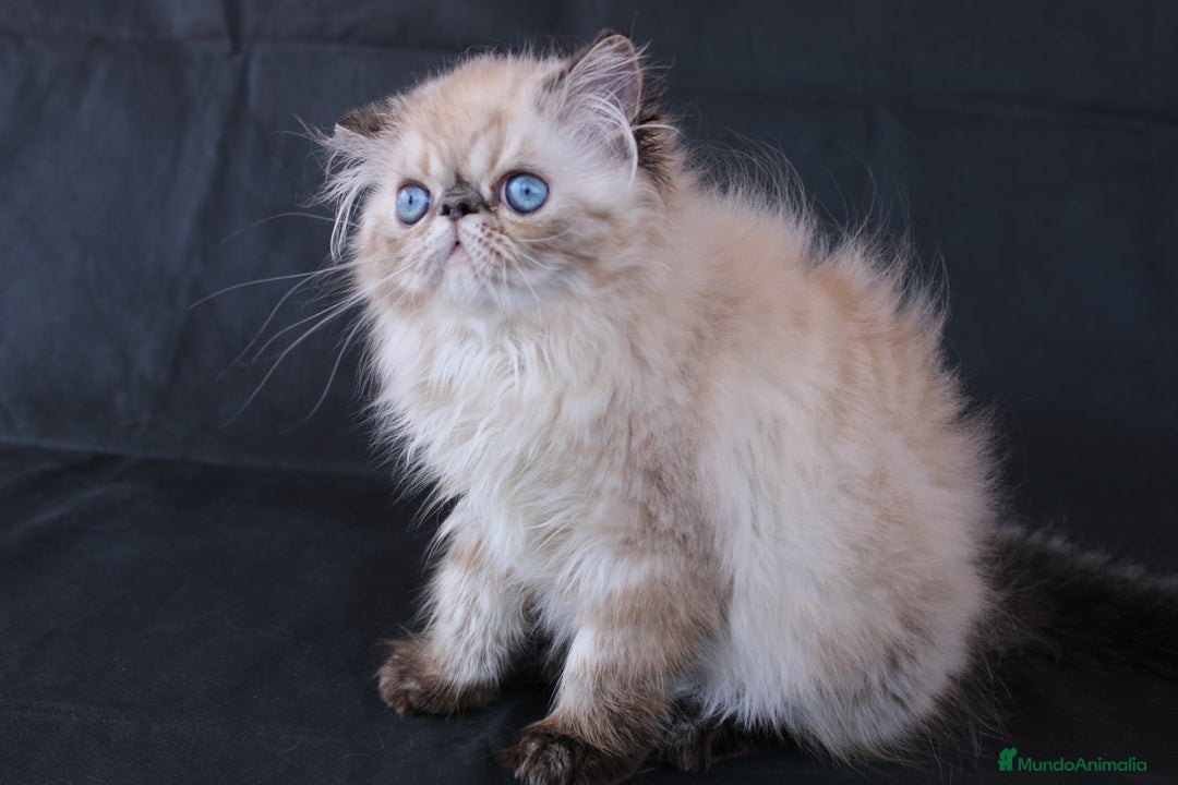 Persa gatos en venta: Persa Himalayo - Imagen 2