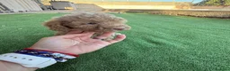 Caniche Toy perros en venta: Camada caniche toy  - Anuncio 2