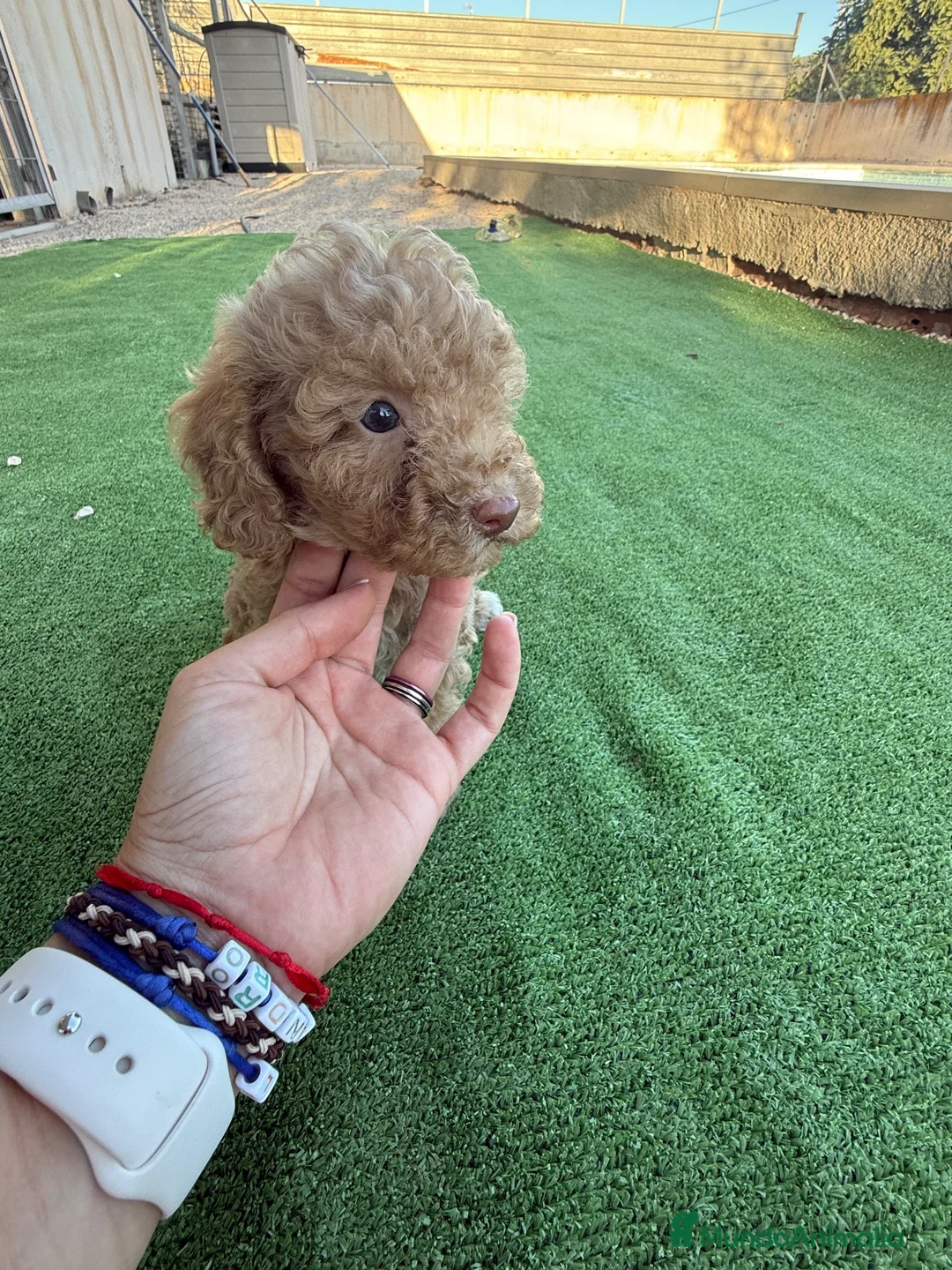 Caniche Toy perros en venta: Camada caniche toy  - Anuncio 2