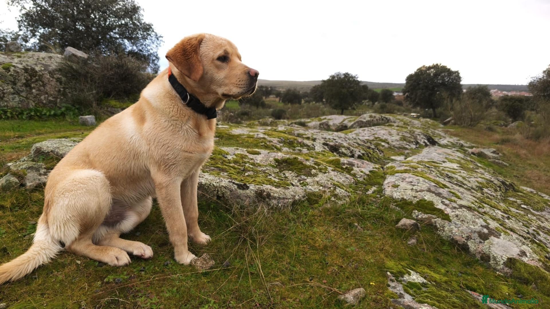 Labrador Retriever perros Labrador retriever macho - Anuncio 1