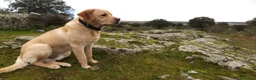 Labrador Retriever perros en venta: Labrador retriever macho - Anuncio 1