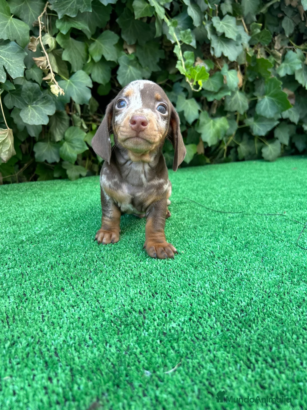 Teckel Miniatura perros en venta: teckel arlequin chocolate  - Anuncio 2