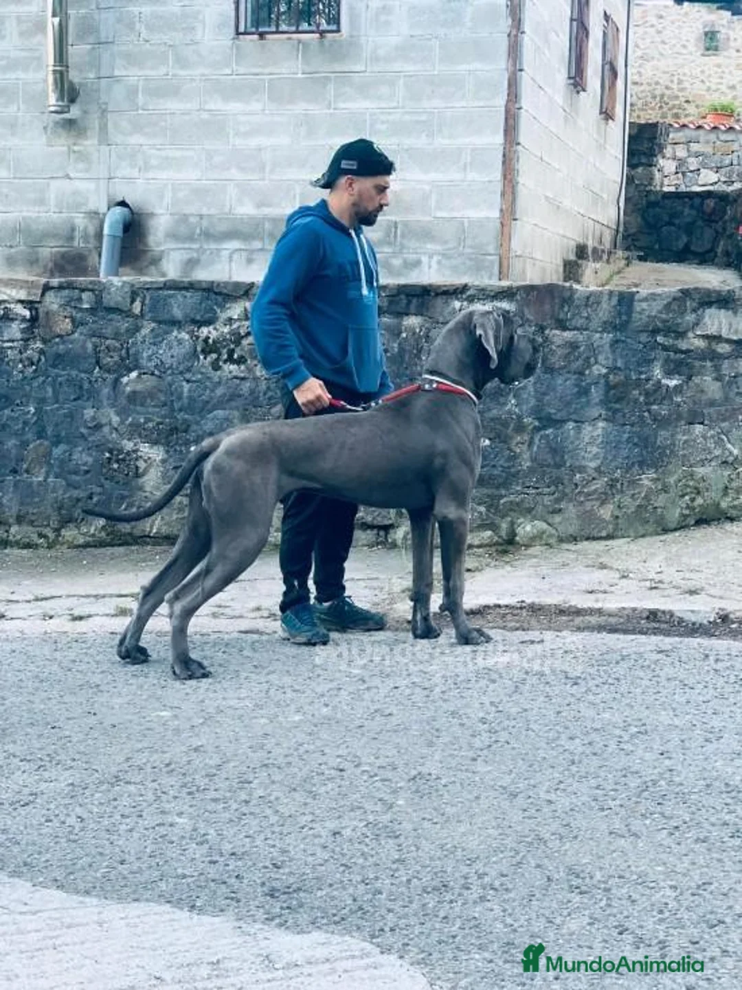 Imagen de galería {{count}}