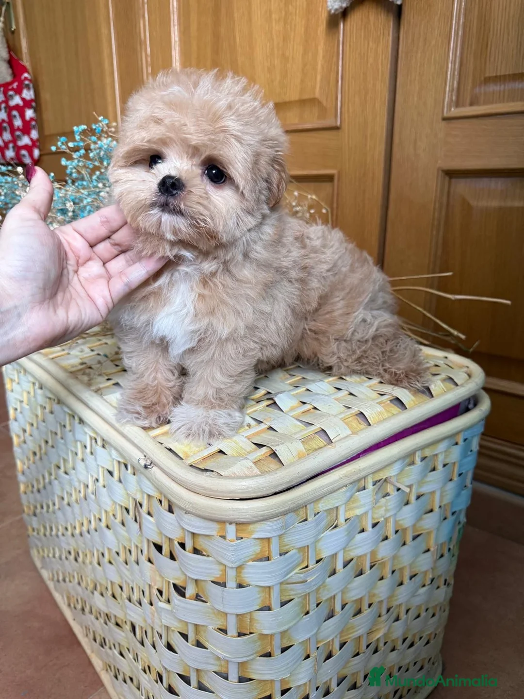 Maltipoo perros en venta: Maltipoo líneas asiáticas  - Anuncio 2