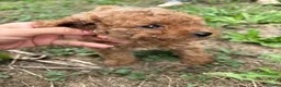 Caniche Toy perros en venta: Caniches apricot/canela - Anuncio 4
