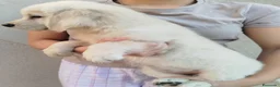 Golden Retriever perros en venta: Cachorro Golden - Anuncio 2