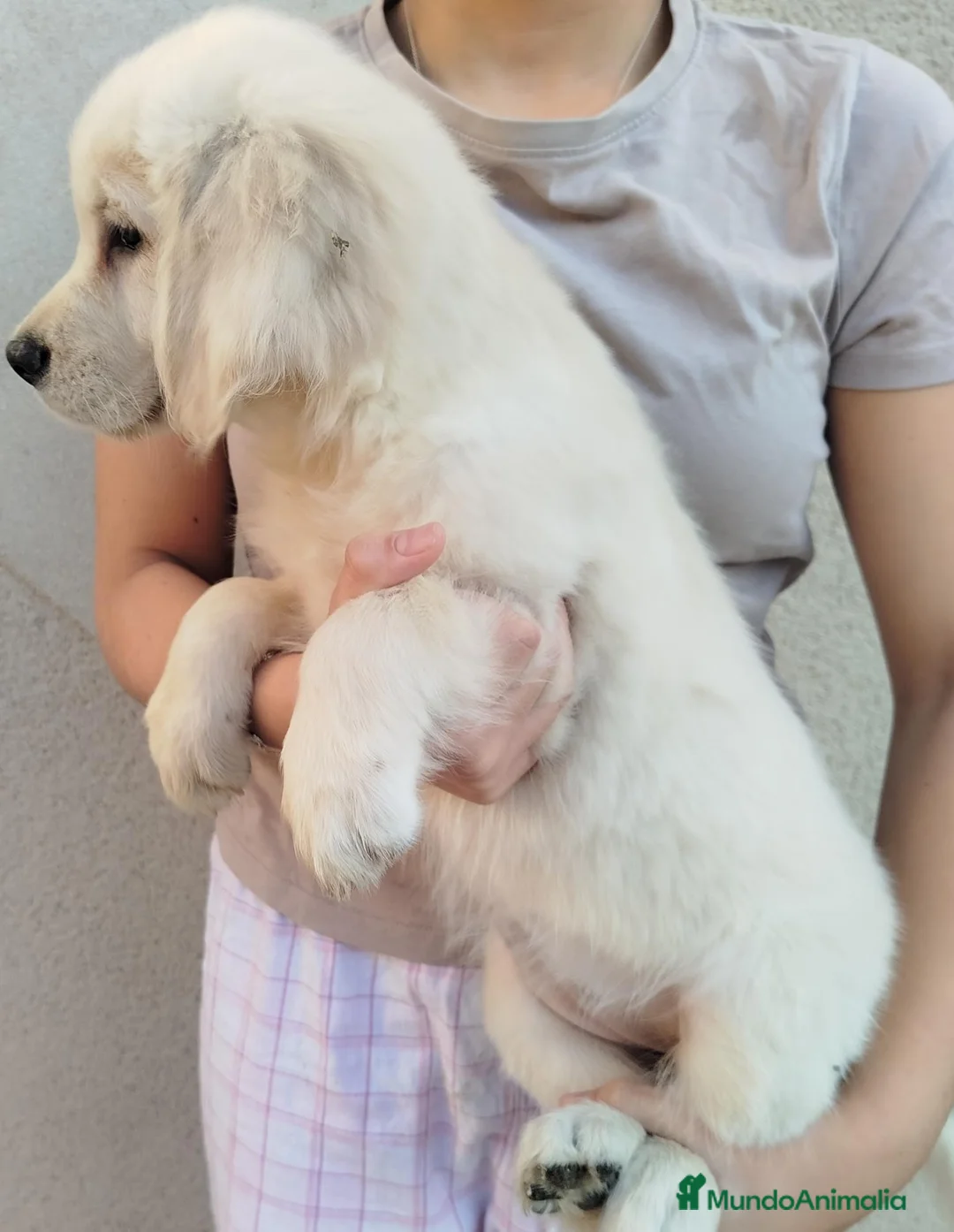 Golden Retriever perros en venta: Cachorro Golden - Anuncio 2