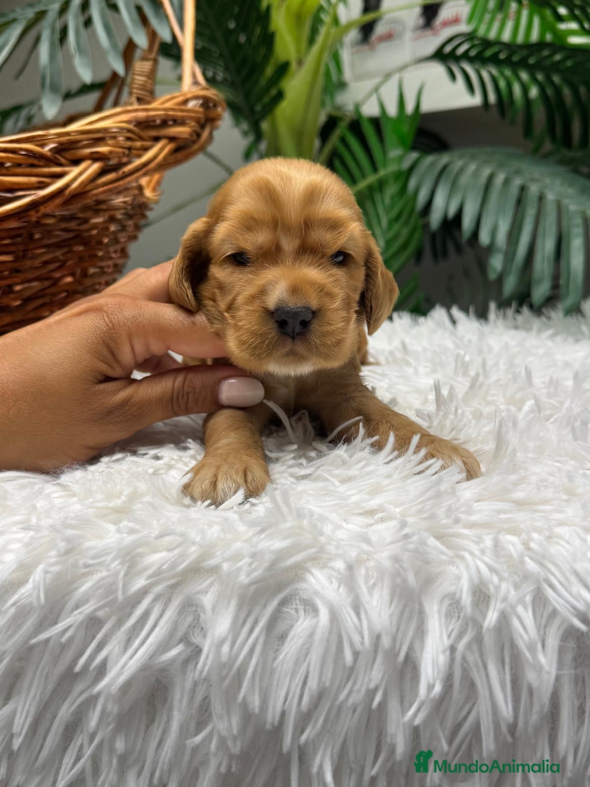Cocker Spaniel Inglés perros en venta: COCKER SPANIEL INGLES - Anuncio 10