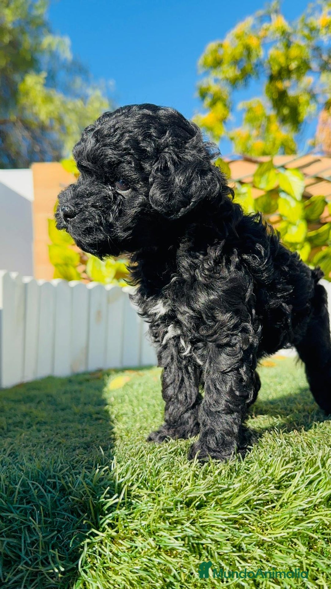 Caniche Toy perros en venta: CANICHE TOY - Anuncio 4