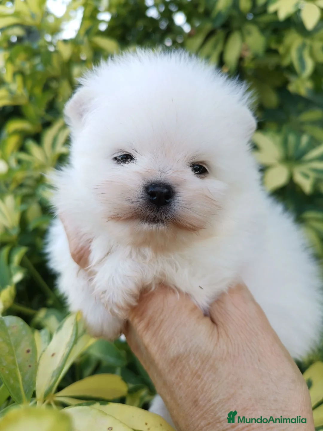 Pomerania perros en venta: Macho muy chato de pomerania  - Anuncio 8