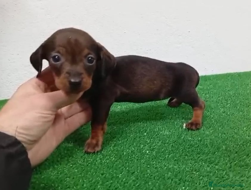 Chihuahua perros Teckel kanichen  - Anuncio 1