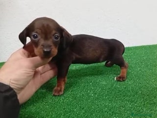 Chihuahua perros Teckel kanichen - Anuncio 2