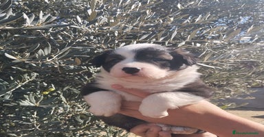 Border Collie perros - Anuncio 8