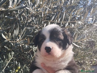 Border Collie perros - Anuncio 12