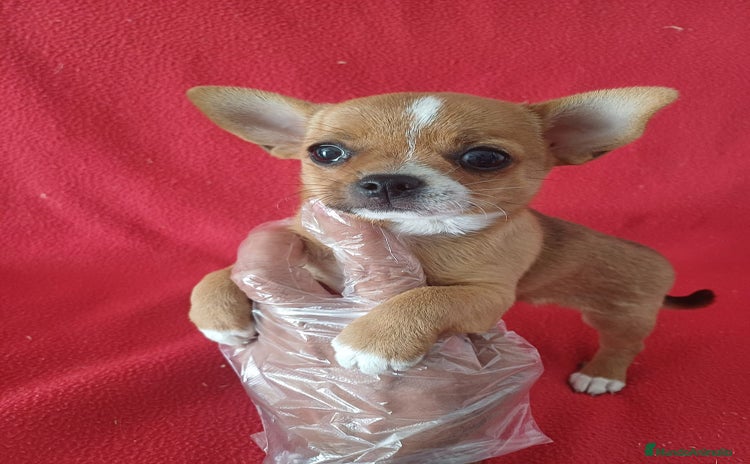 Chihuahua perros - Anuncio 1