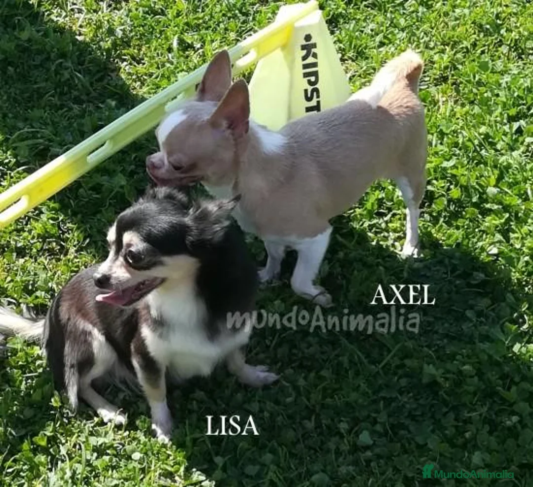 Imagen de galería {{count}}