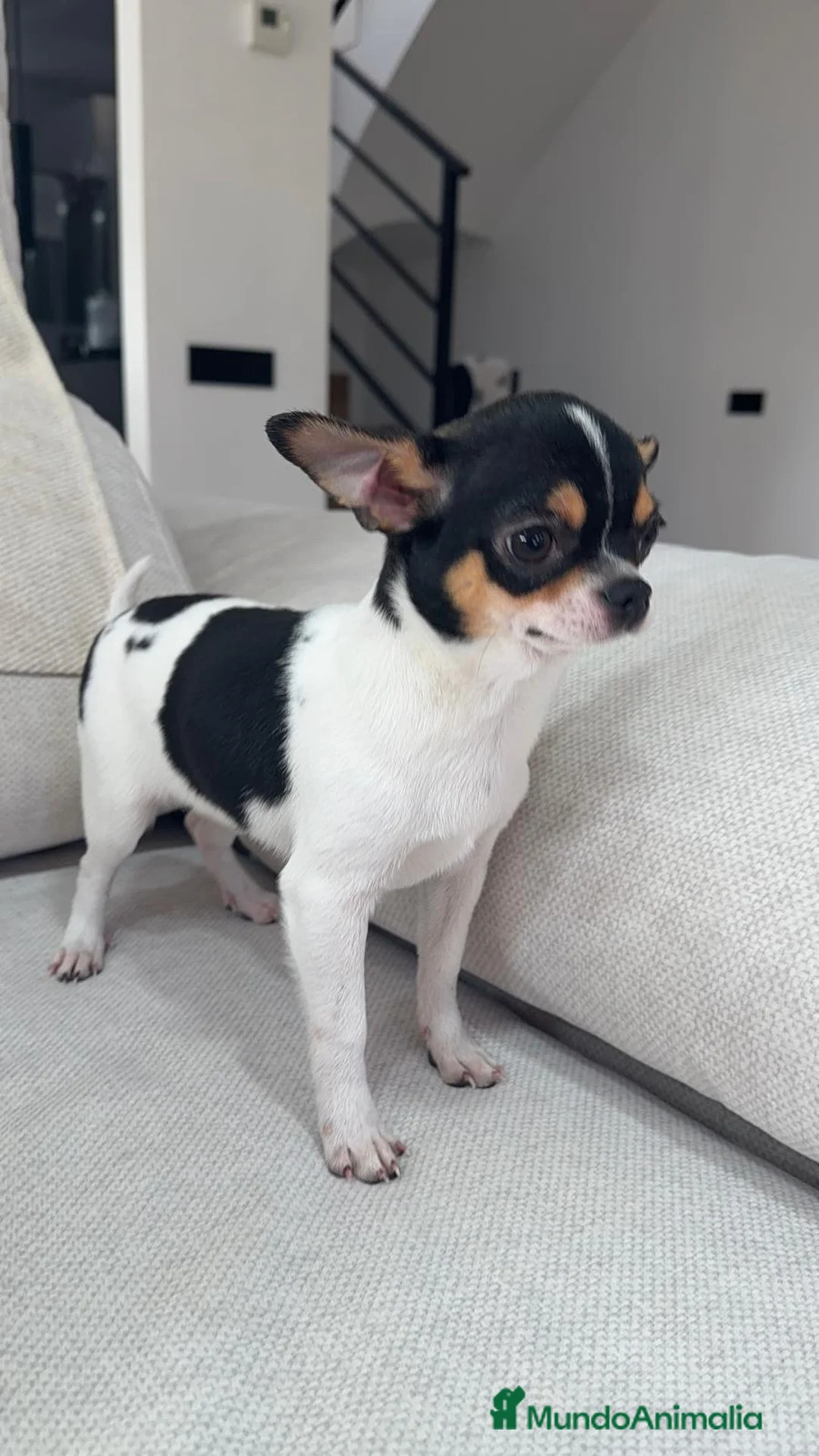 Chihuahua perros en venta: Chihuahua Toy macho y hembra  - Anuncio 2