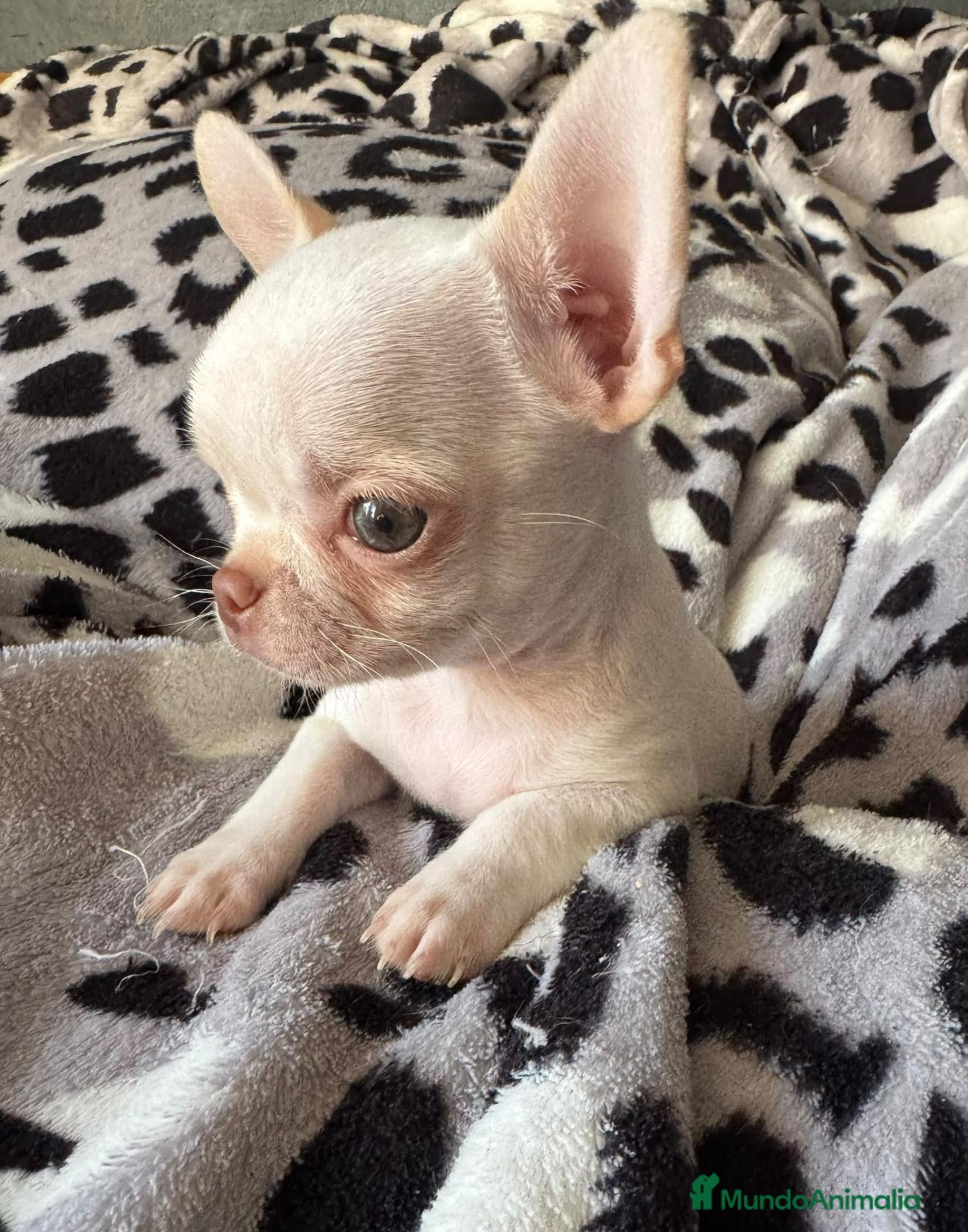 Chihuahua perros Chihuahuas - Anuncio 1