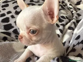 Chihuahua perros Chihuahuas - Anuncio 5