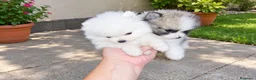 Pomerania perros en venta: POMERANIAS MACHITOS CHIQUITINES  - Anuncio 1