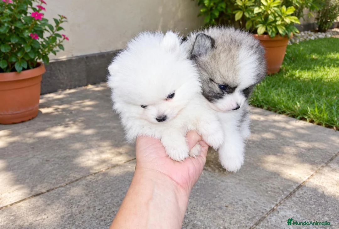 Pomerania perros en venta: POMERANIAS MACHITOS CHIQUITINES  - Anuncio 1
