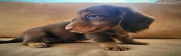 Teckel perros en venta: Tecke de pelo largo chocolate precio real - Anuncio 8