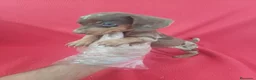 Teckel Miniatura perros en venta: Teckel Miniatura Arlequin Chocolate  - Anuncio 2
