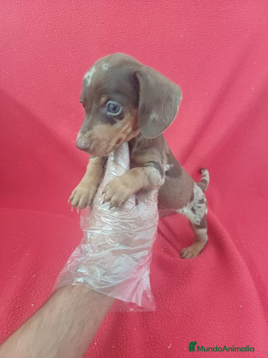 Teckel Miniatura perros en venta: Teckel Miniatura Arlequin Chocolate  - Anuncio 2