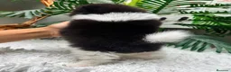 Pomerania perros en venta: POMERANIA  - Anuncio 13