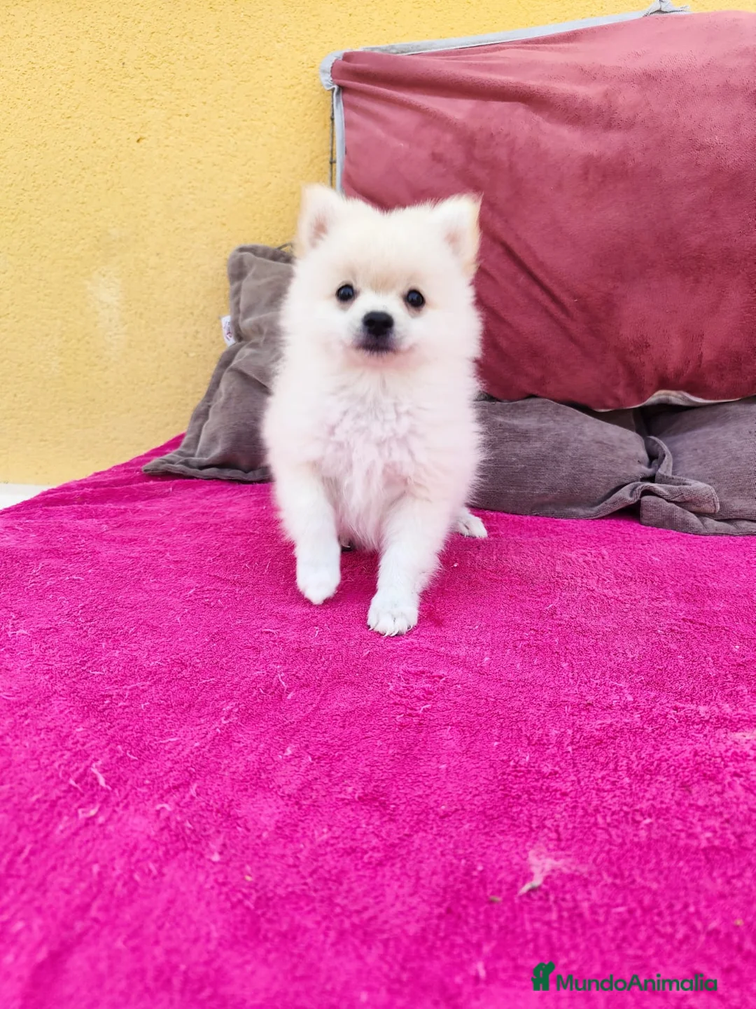 Pomerania perros en venta: Pomerania toy macho blanco  - Anuncio 20