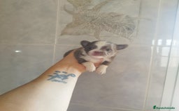 Chihuahua perros en venta: CHIHUAHUA TOY MACHO  - Imagen 7