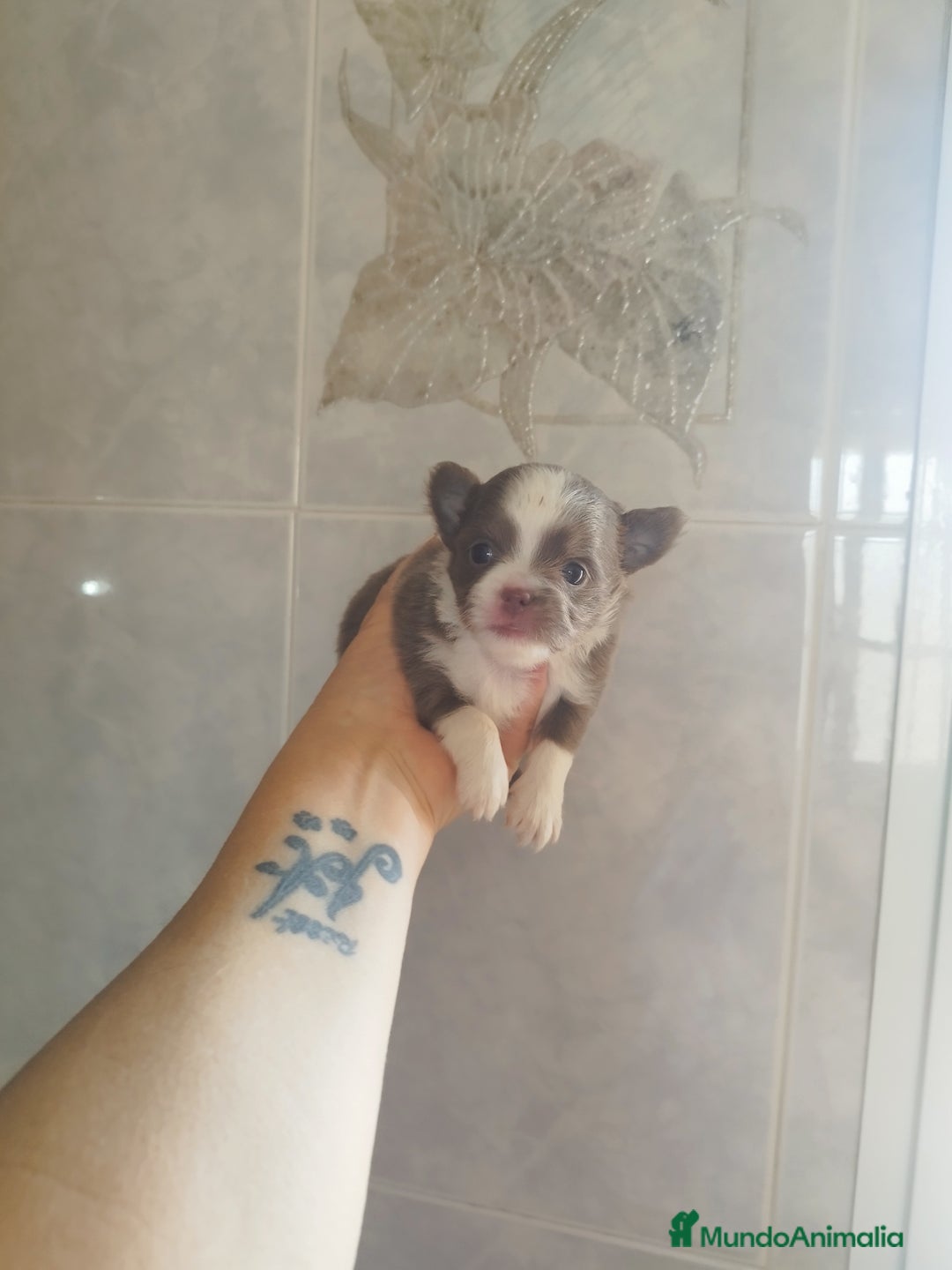 Chihuahua perros en venta: CHIHUAHUA TOY MACHO  - Imagen 7