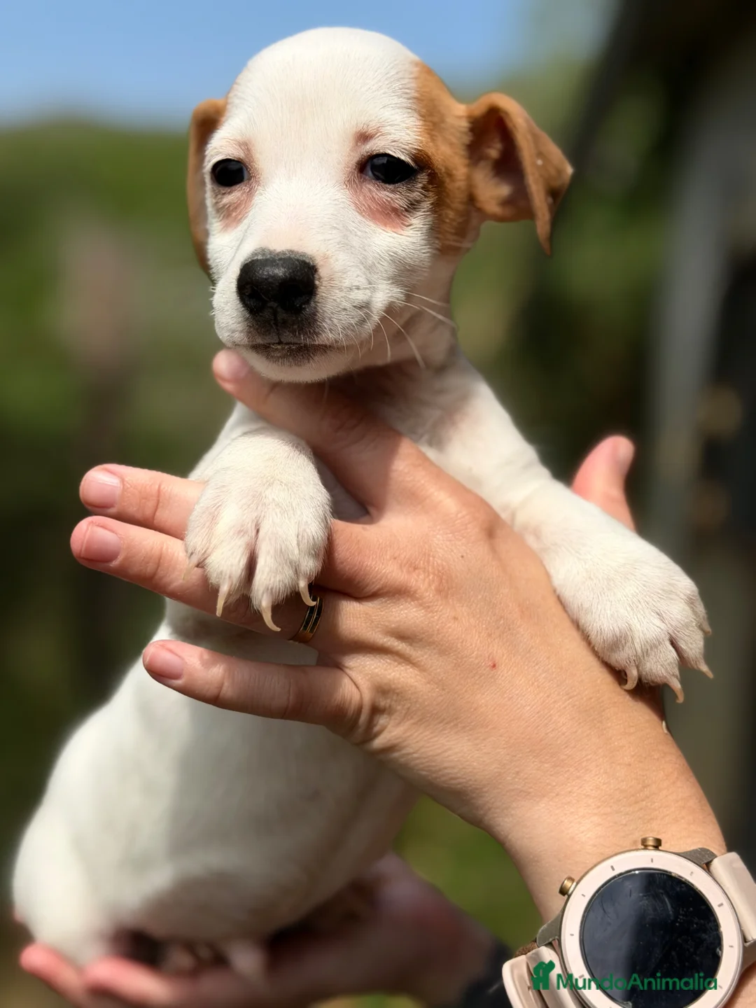 Jack Russell Terrier perros en venta: Jack pata corta  - Anuncio 1