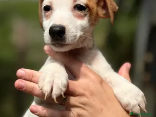 Jack Russell Terrier perros Jack pata corta - Anuncio 4