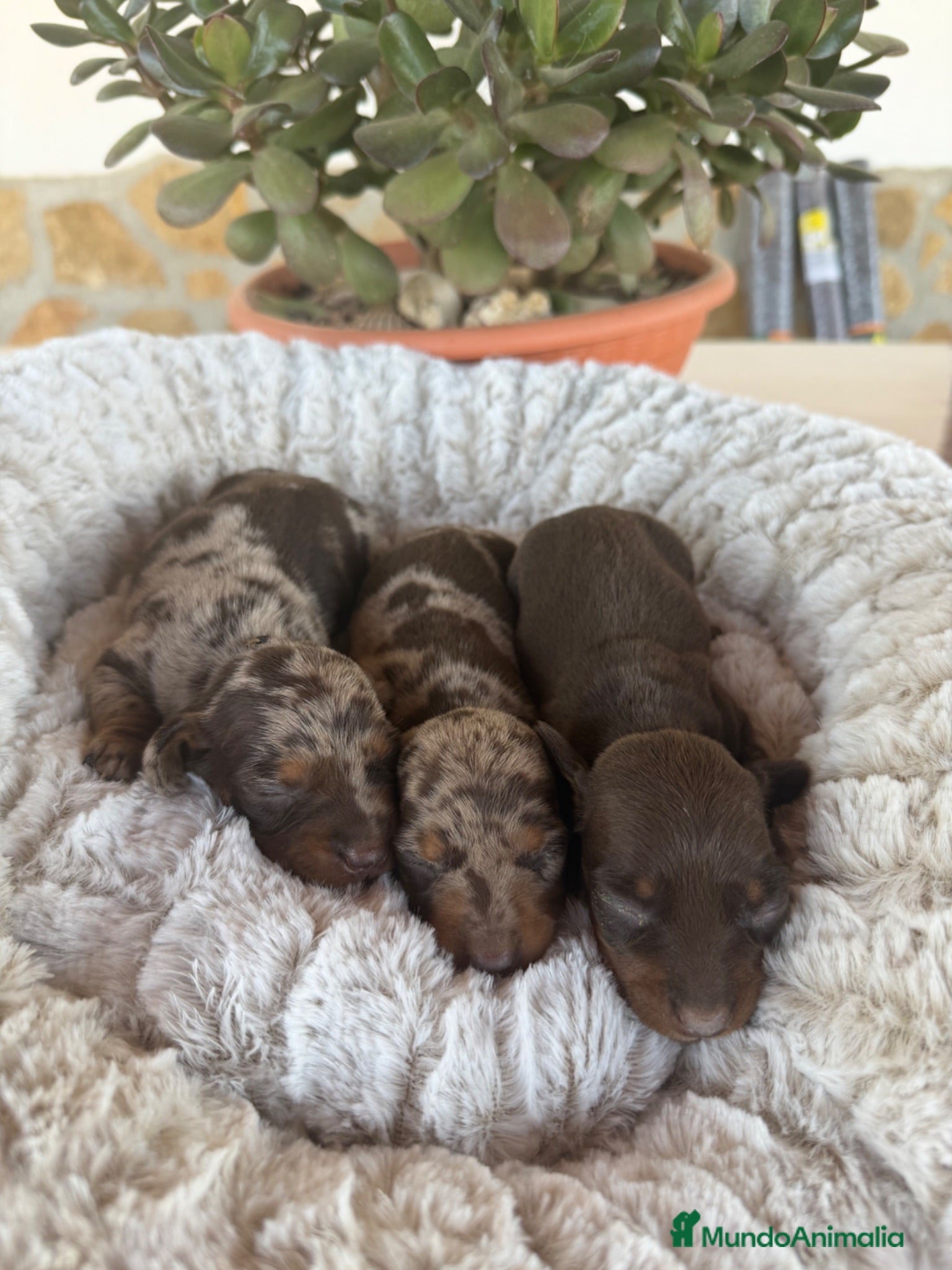Teckel Miniatura perros TECKEL KANICHEN - Anuncio 2