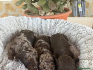 Teckel Miniatura perros TECKEL KANICHEN - Anuncio 2