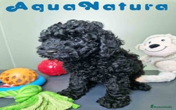 Caniche Toy perros en venta: Caniche Macho CJMM 4807 AQUANATURA - Imagen 6