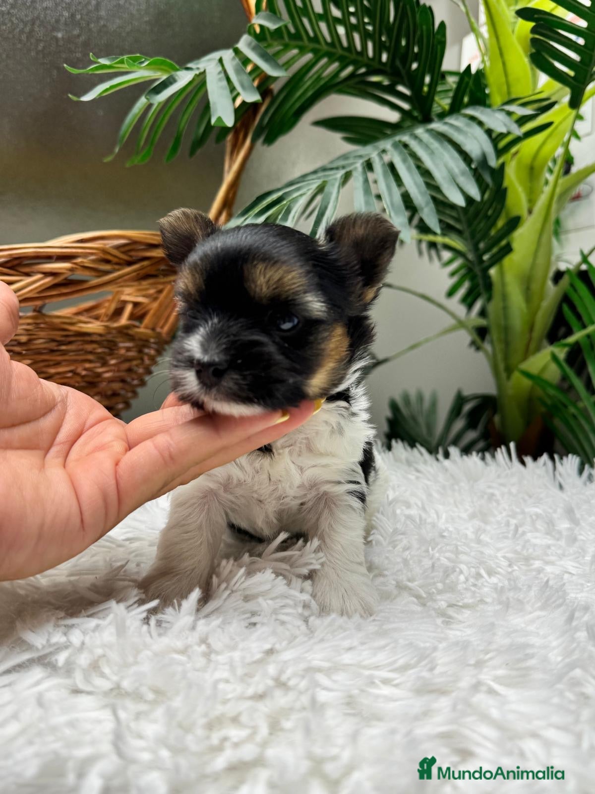 Yorkshire Terrier perros Yorkshire BIEWER 🎀 - Anuncio 2