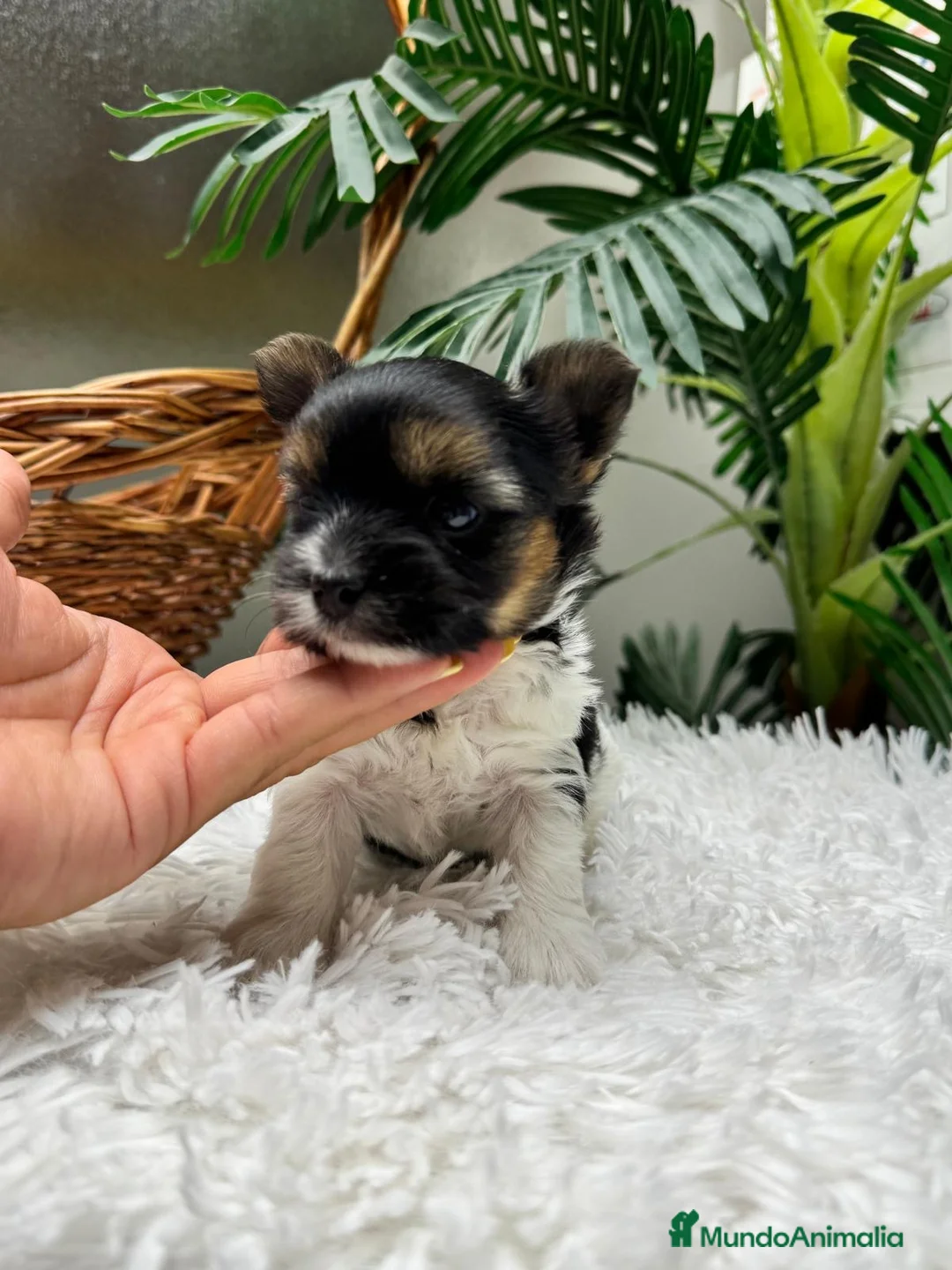 Yorkshire Terrier perros en venta: Yorkshire BIEWER 🎀 - Anuncio 1