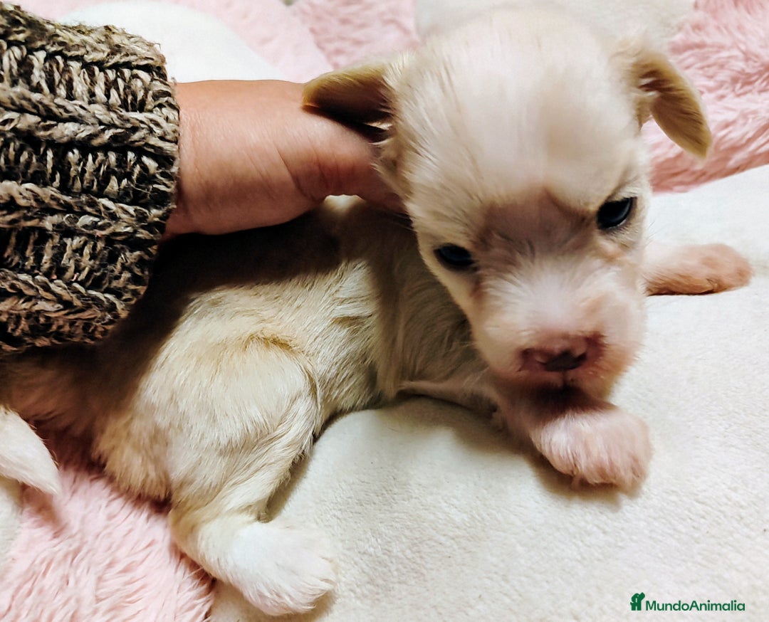 Perro Crestado Chino perros en venta: Crestado chino hairless - Anuncio 3