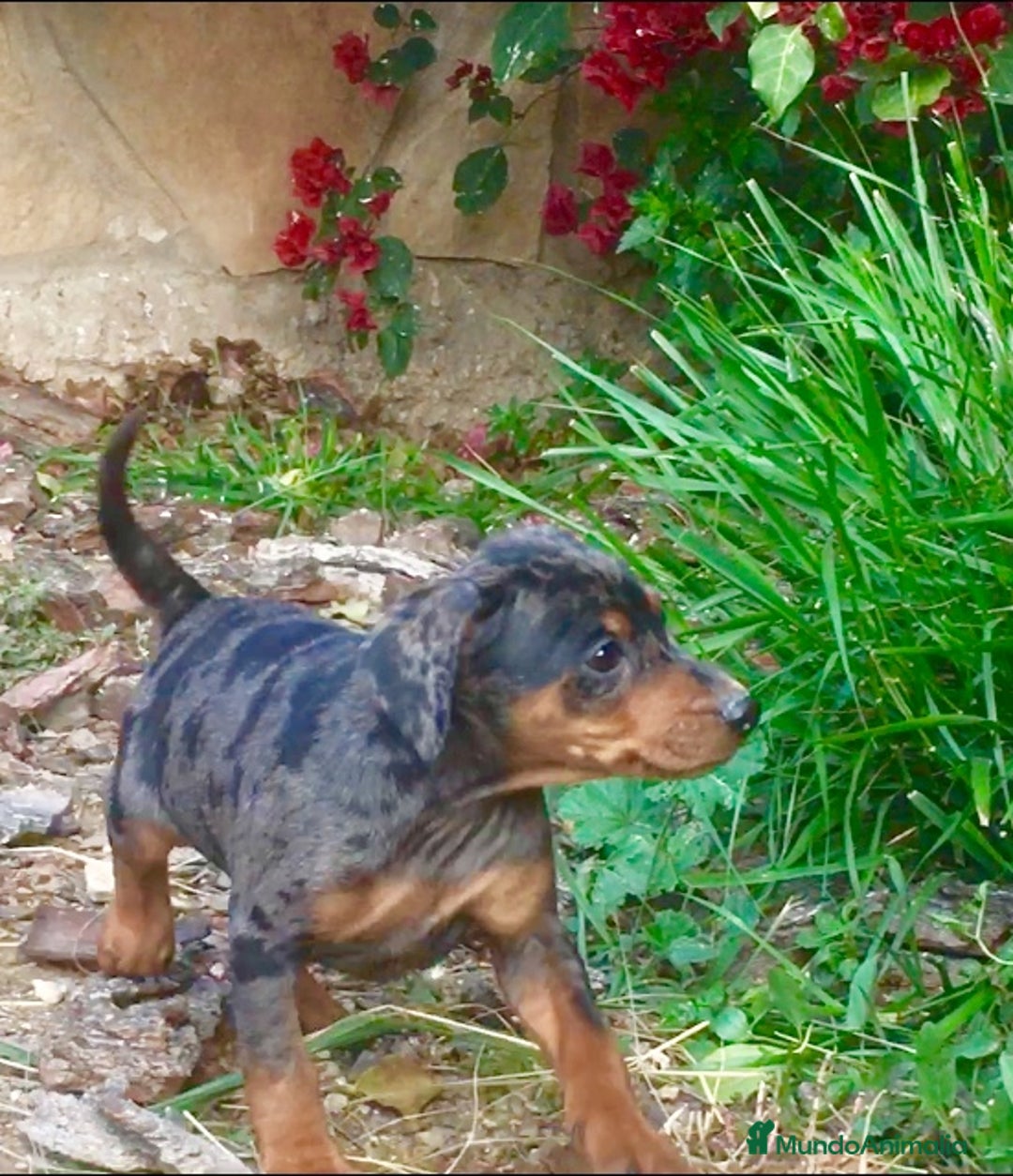 Pinscher Miniatura perros en venta: Caraby Harlequin Pinscher miniatura  en Alicante - Anuncio 12