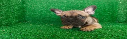 Bulldog Francés perros en venta: Bulldog francés  - Anuncio 3