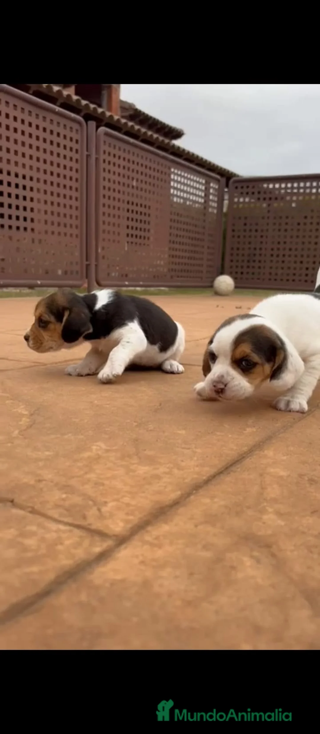 Beagle perros en venta: Beagle  - Anuncio 9