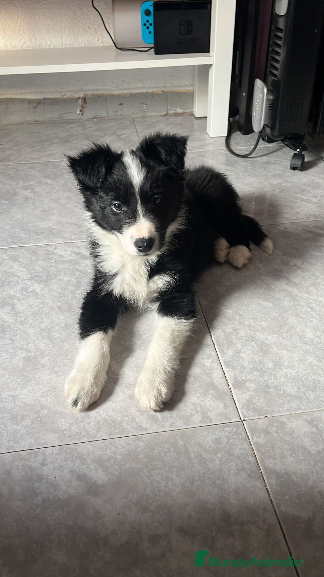 Border Collie perros en venta: Border collie  - Anuncio 1